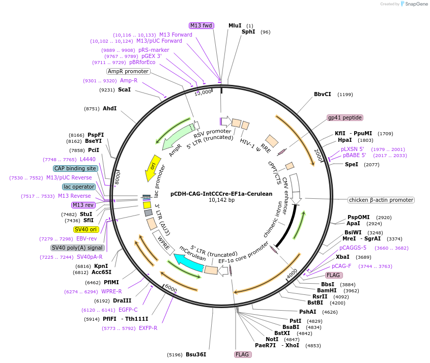 160508-plasmid-map-sequence-id-319338