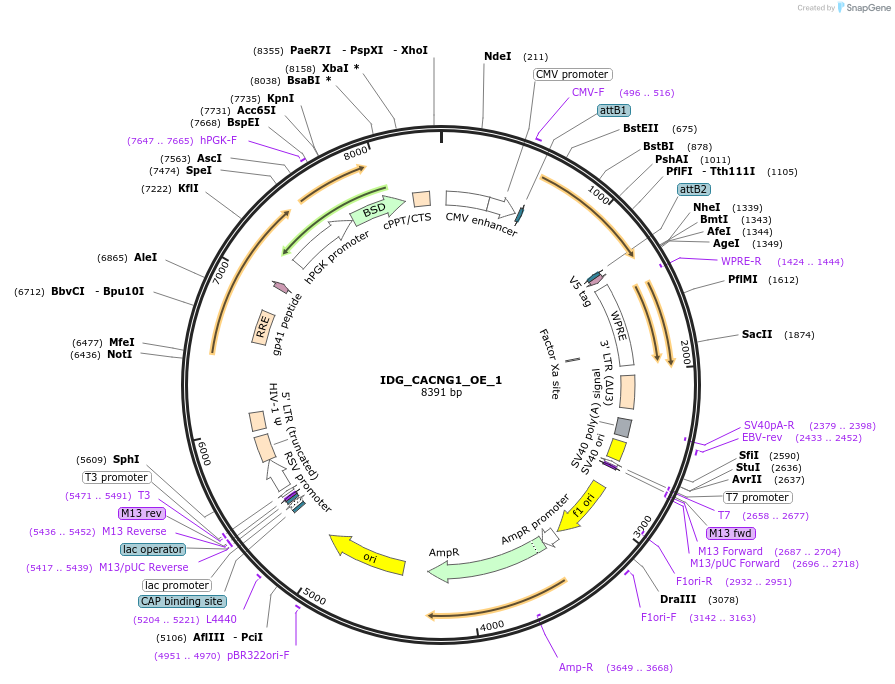 161650-plasmid-map-sequence-id-319346