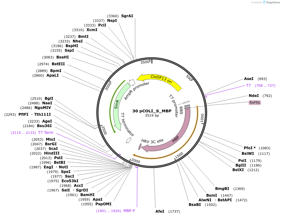 160172-plasmid-map-sequence-id-319347