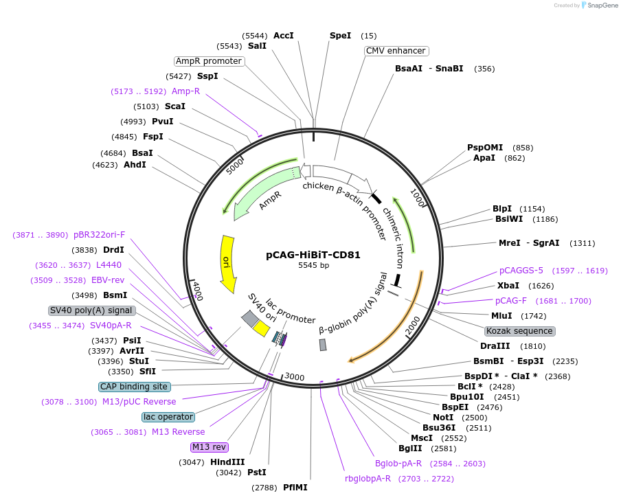 162593-plasmid-map-sequence-id-319352