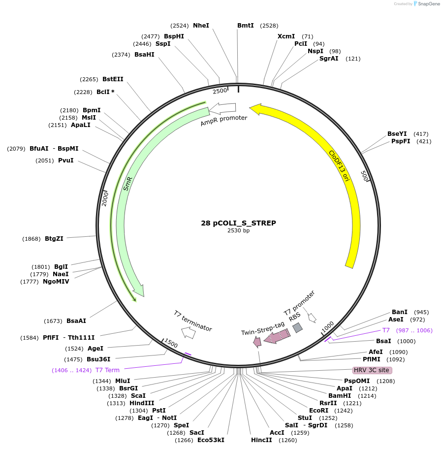 160262-plasmid-map-sequence-id-319362