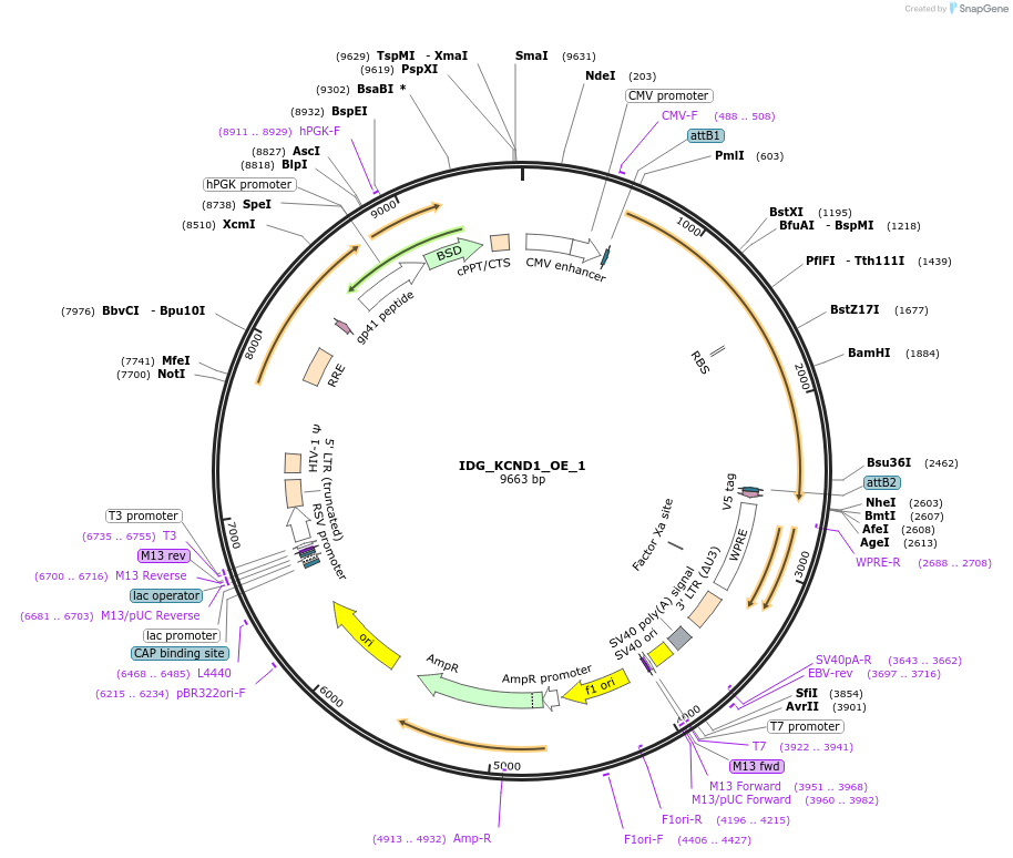 161640-plasmid-map-sequence-id-319363