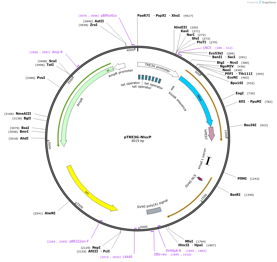 162595-plasmid-map-sequence-id-319368