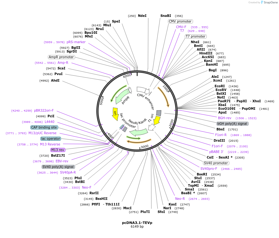 162599-plasmid-map-sequence-id-319372