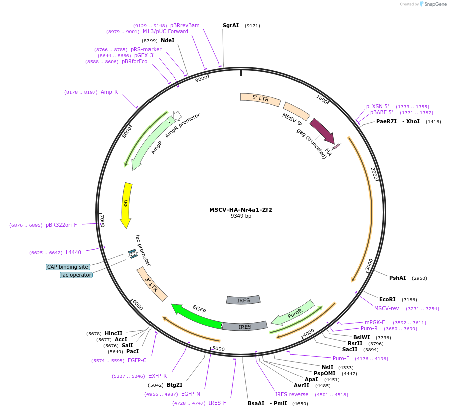 160944-plasmid-map-sequence-id-319384