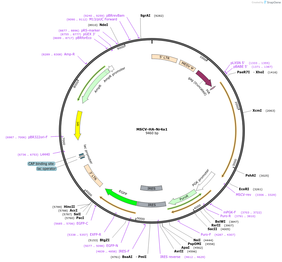 160941-plasmid-map-sequence-id-319395