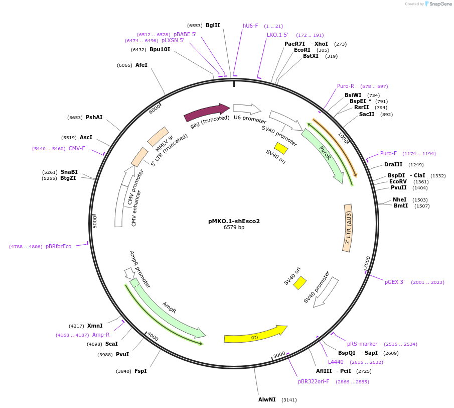160957-plasmid-map-sequence-id-319412