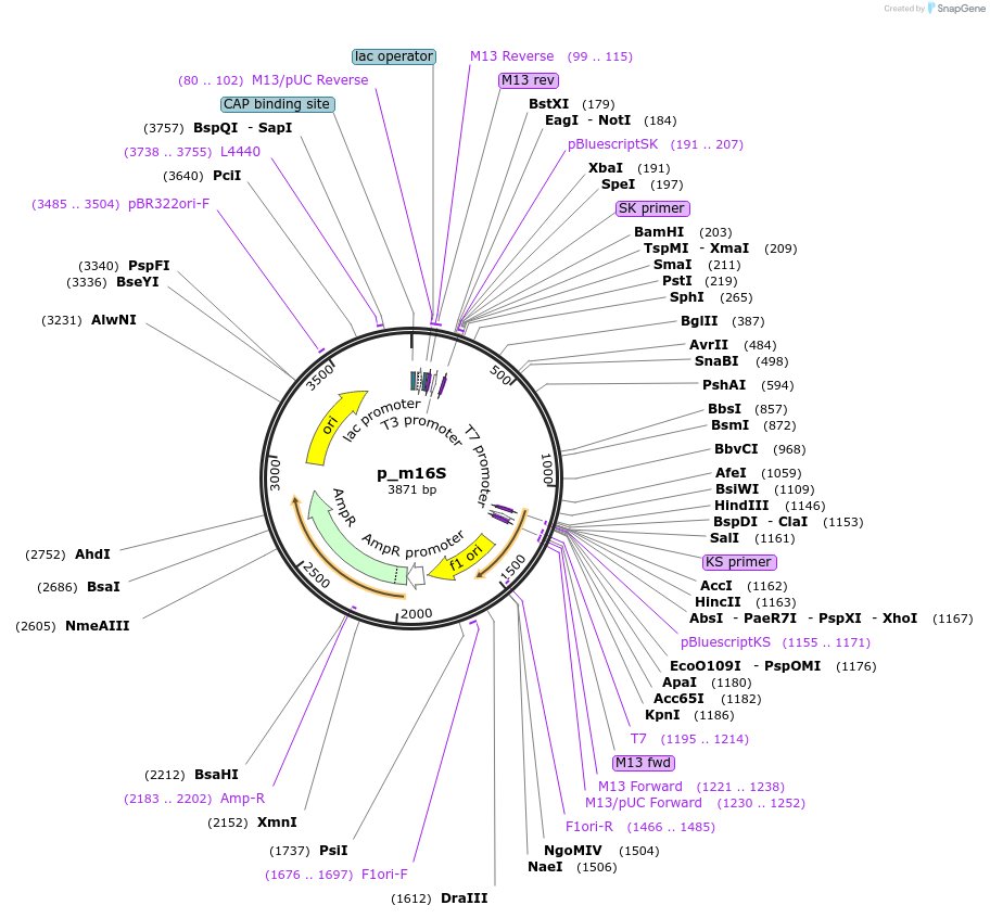 160549-plasmid-map-sequence-id-319414
