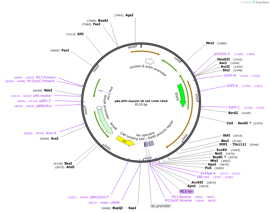 162714-plasmid-map-sequence-id-319418