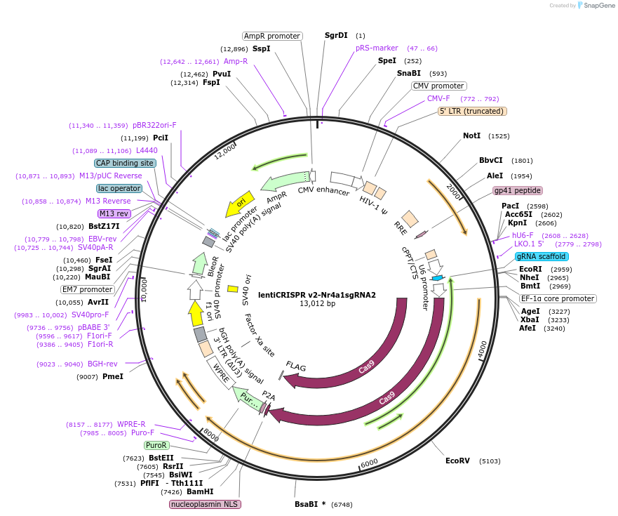 160946-plasmid-map-sequence-id-319422