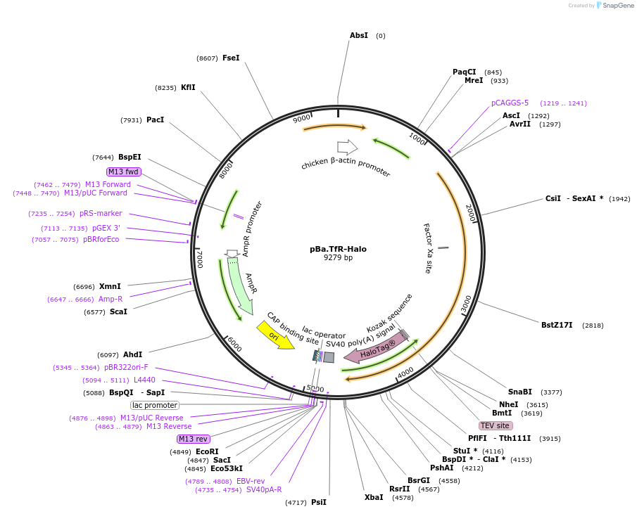 162716-plasmid-map-sequence-id-319423