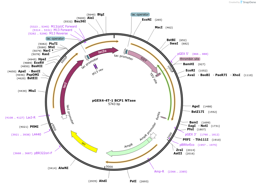161812-plasmid-map-sequence-id-319427