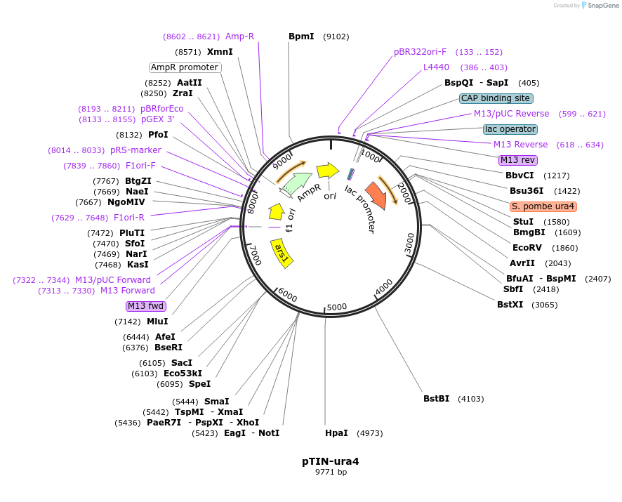 161808-plasmid-map-sequence-id-319459