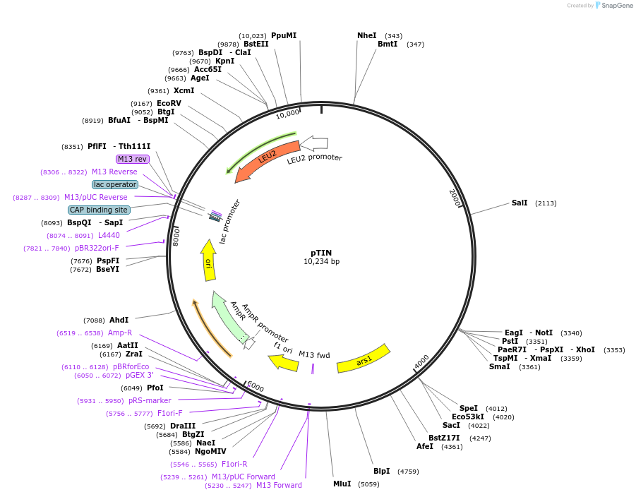 162885-plasmid-map-sequence-id-319461