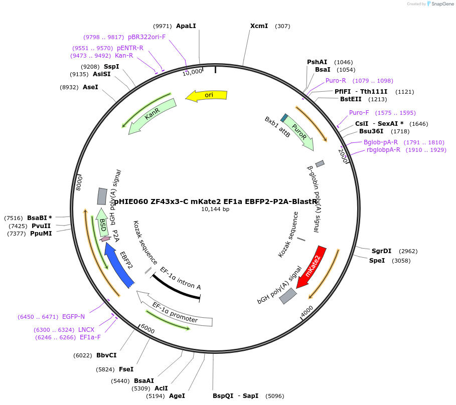 138741-plasmid-map-sequence-id-319468