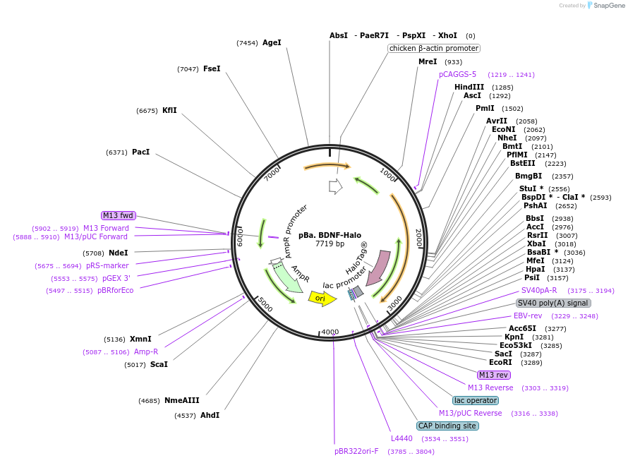 162718-plasmid-map-sequence-id-319472