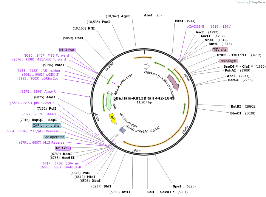 162721-plasmid-map-sequence-id-319476