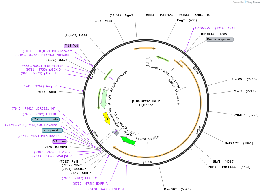 162722-plasmid-map-sequence-id-319487