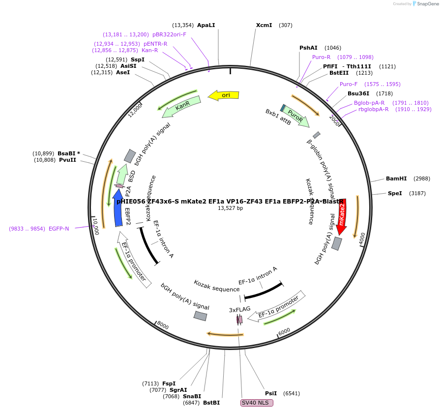 138737-plasmid-map-sequence-id-319491