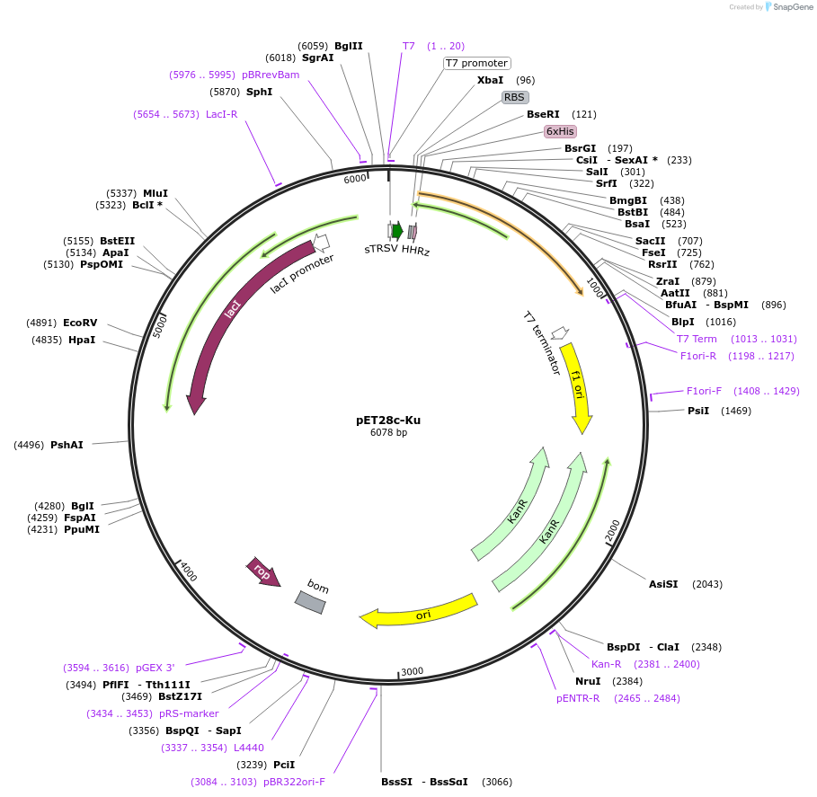 161936-plasmid-map-sequence-id-319497