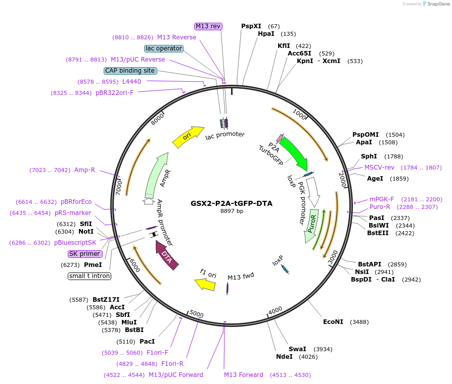 161750-plasmid-map-sequence-id-319499
