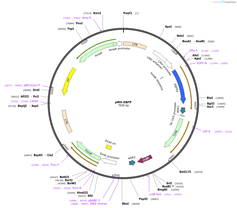 161714-plasmid-map-sequence-id-319502