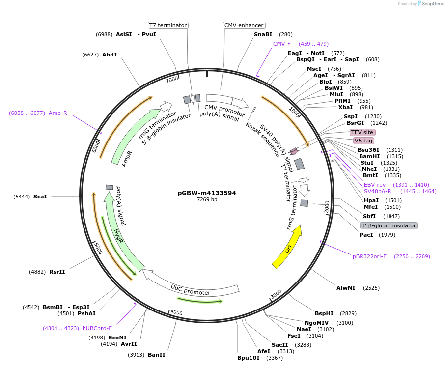 152881-plasmid-map-sequence-id-319546