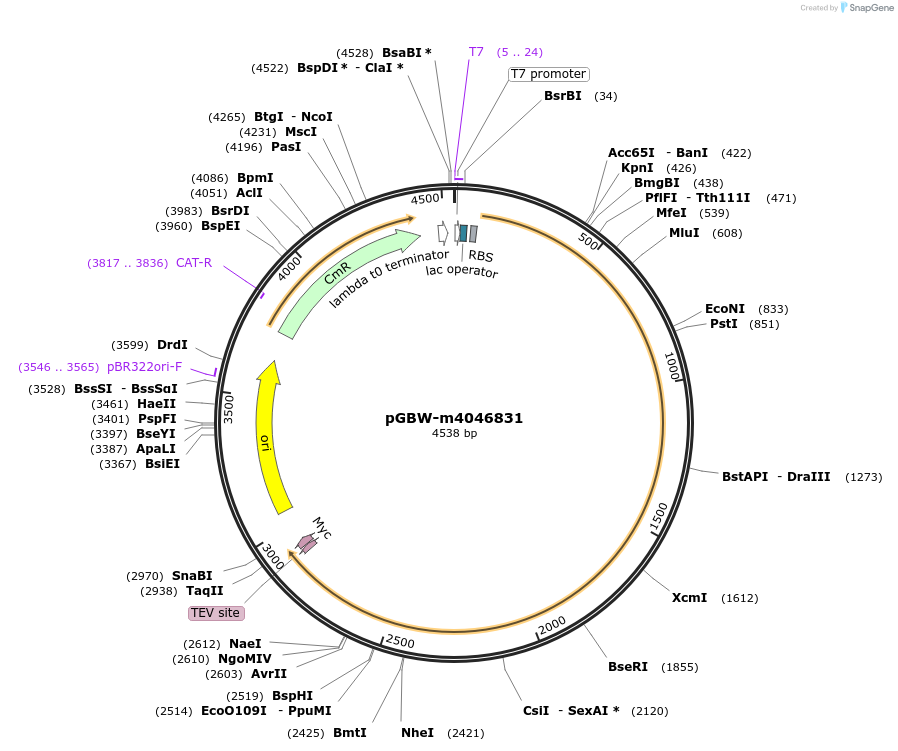 145671-plasmid-map-sequence-id-319574