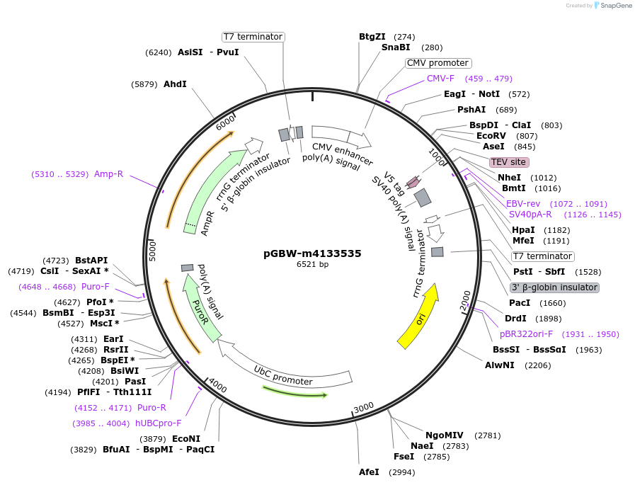 152801-plasmid-map-sequence-id-319577