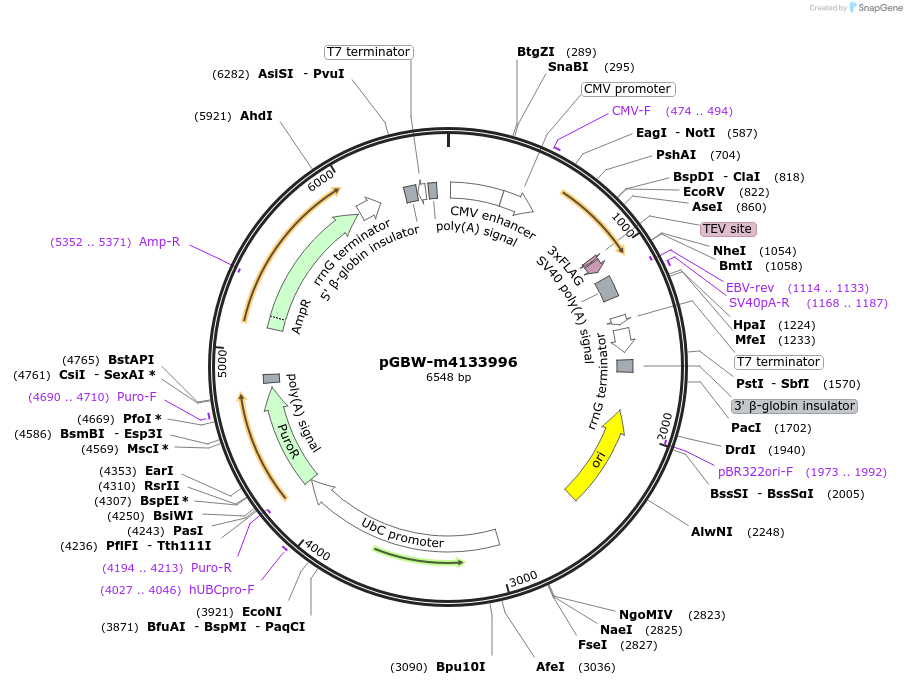 152520-plasmid-map-sequence-id-319581