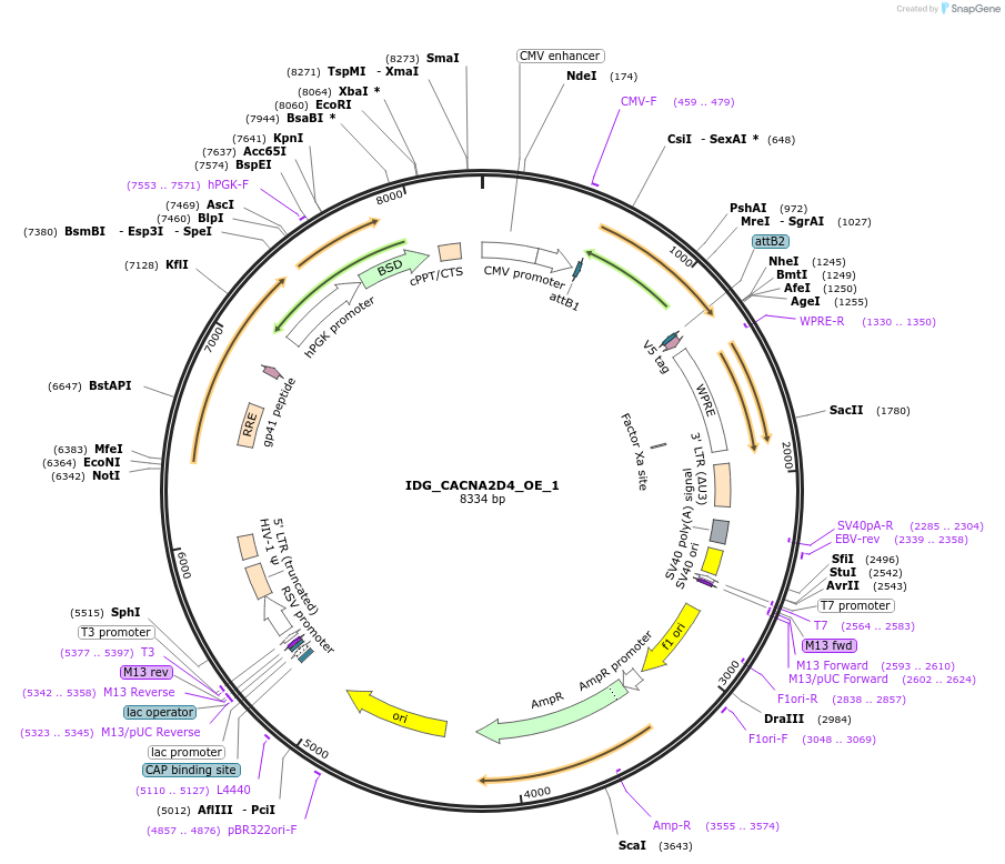 161646-plasmid-map-sequence-id-319586