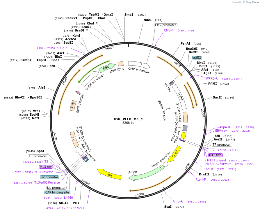 161655-plasmid-map-sequence-id-319636