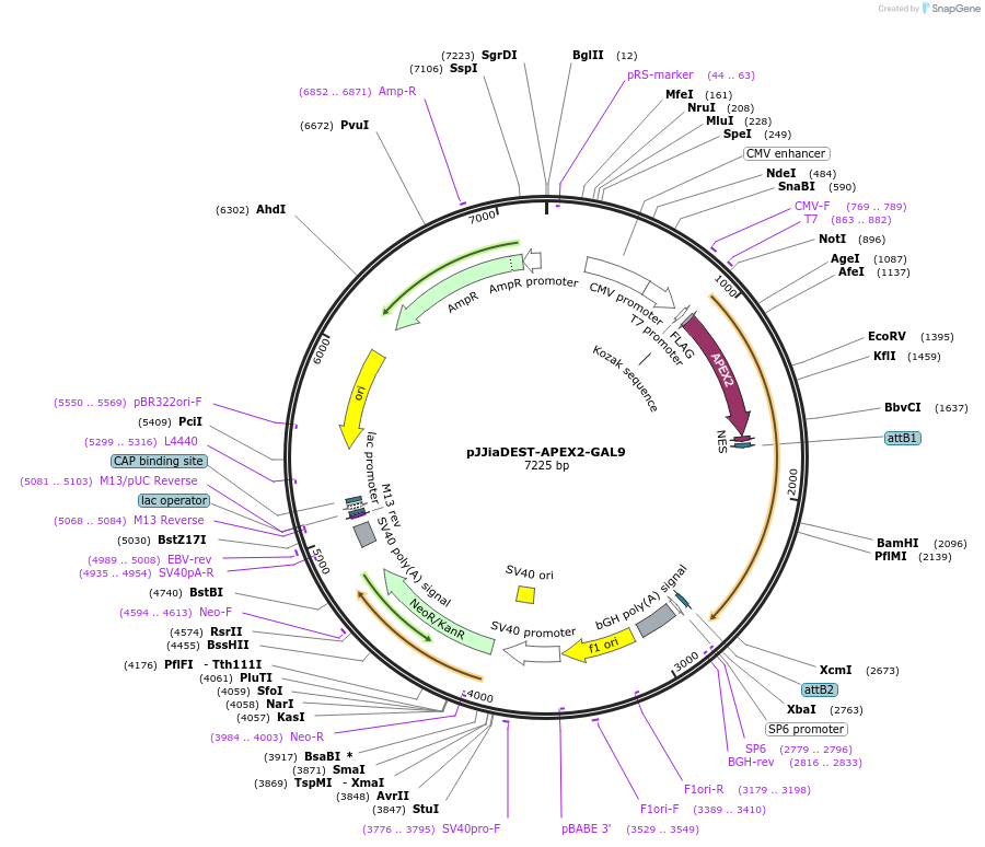 149520-plasmid-map-sequence-id-319652