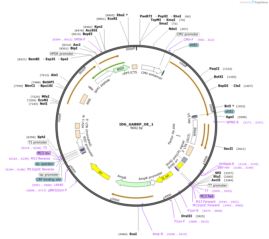 161679-plasmid-map-sequence-id-319658