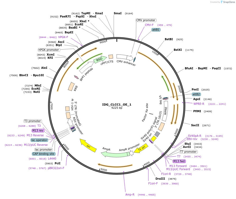161672-plasmid-map-sequence-id-319664