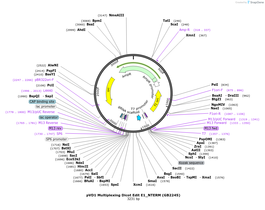 160567-plasmid-map-sequence-id-319681