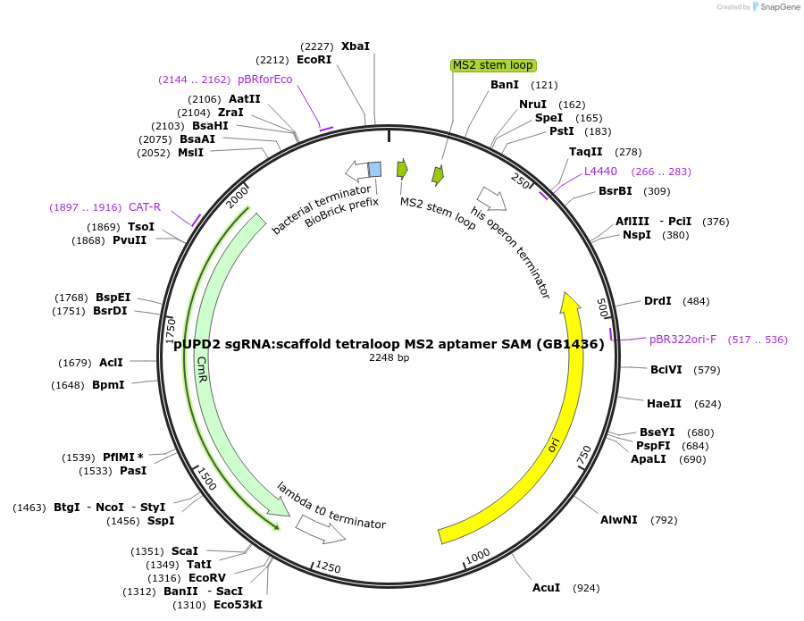160570-plasmid-map-sequence-id-319685
