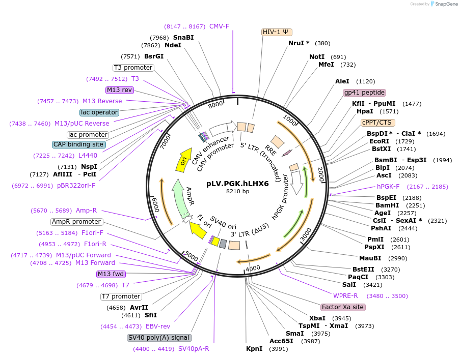 161828-plasmid-map-sequence-id-319687