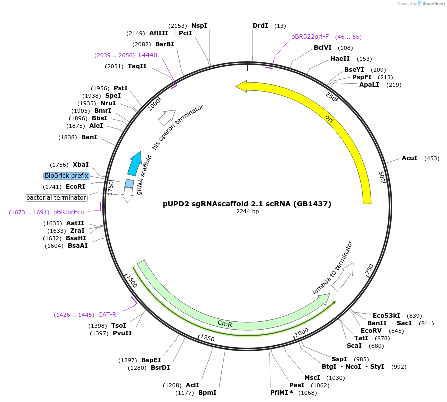 160571-plasmid-map-sequence-id-319702