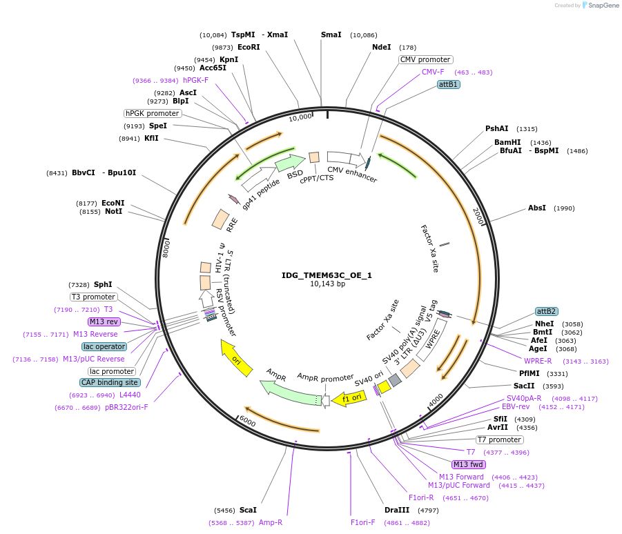 161695-plasmid-map-sequence-id-319730