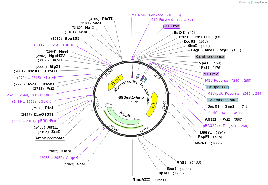 157649-plasmid-map-sequence-id-319736