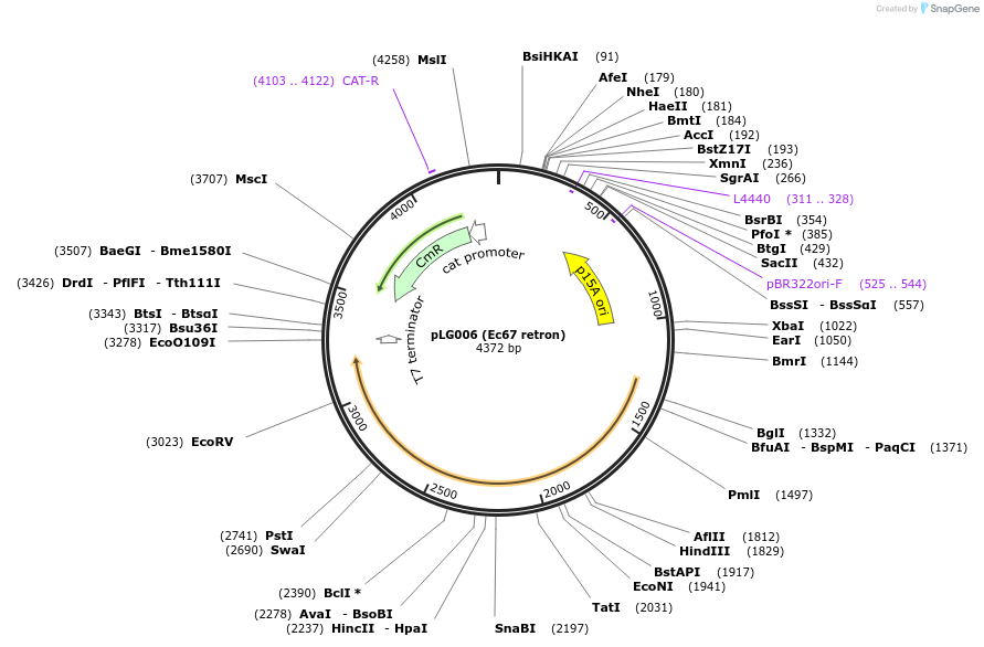 157884-plasmid-map-sequence-id-319745