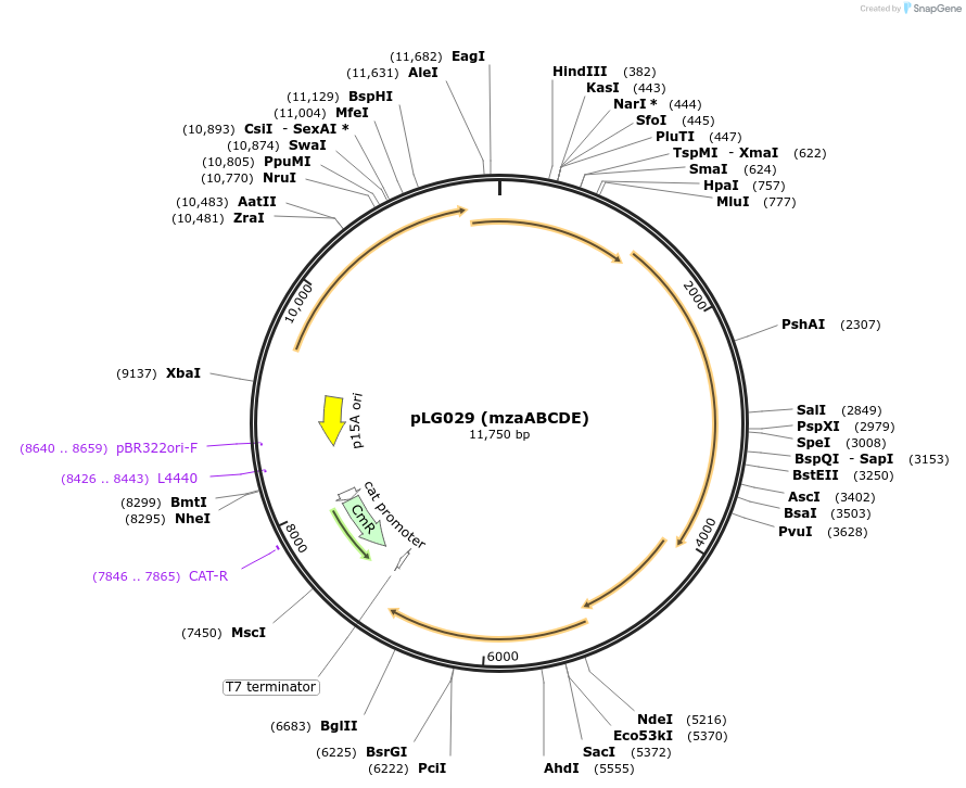 157907-plasmid-map-sequence-id-319748