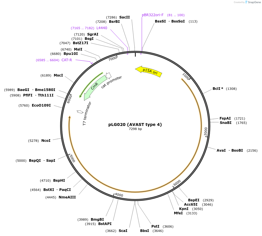 157898-plasmid-map-sequence-id-319749