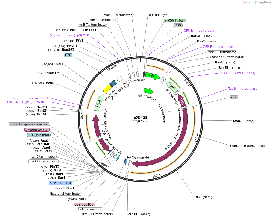 155374-plasmid-map-sequence-id-319753