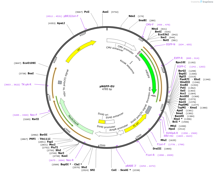 161967-plasmid-map-sequence-id-319758