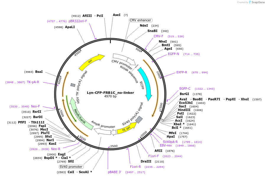 162434-plasmid-map-sequence-id-319768