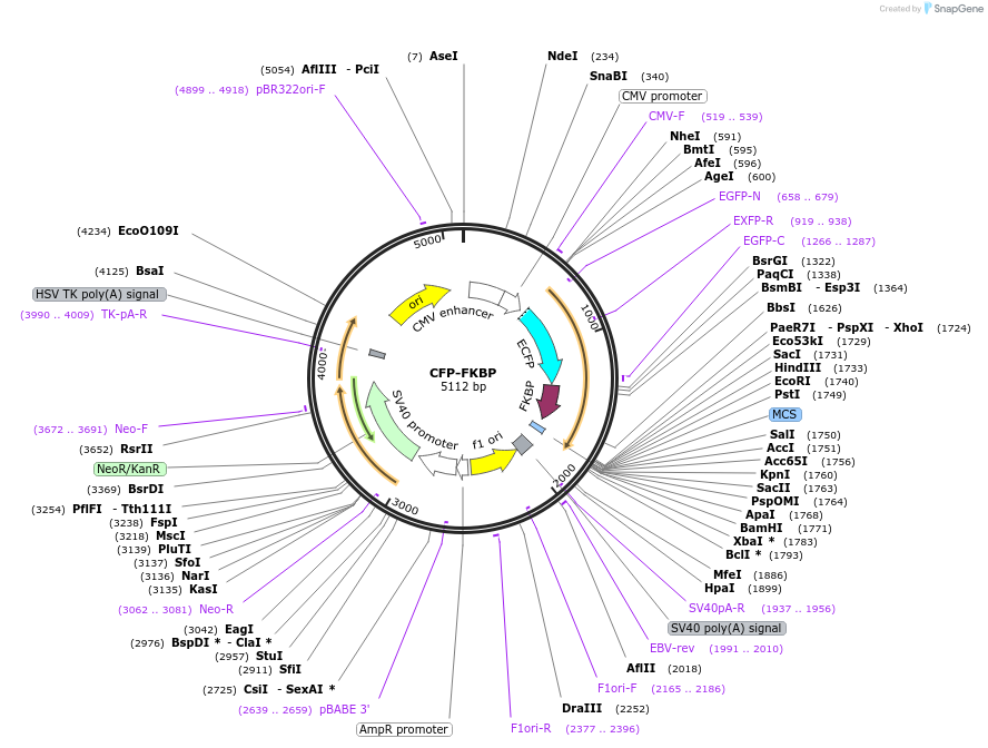 162433-plasmid-map-sequence-id-319771