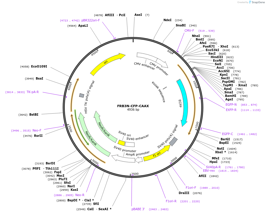 162430-plasmid-map-sequence-id-319778