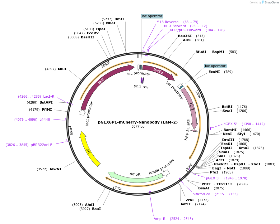 162276-plasmid-map-sequence-id-319782